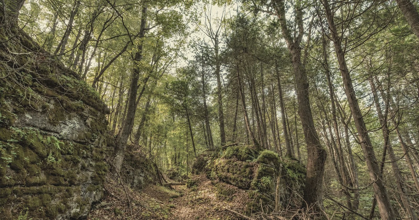 Moss-covered escarpment rock in a cedar and hardwood forest